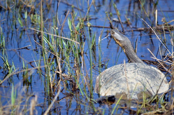 1 Million Turtles Program | Parramatta River