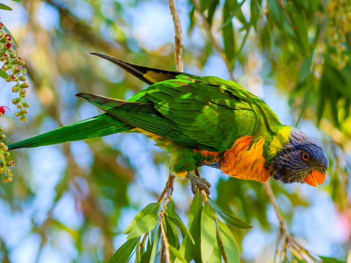 Riverfest | Parramatta River